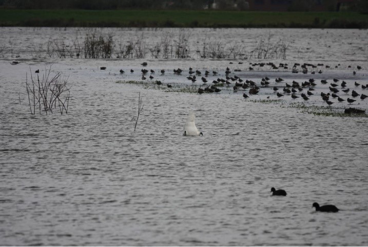 Veel vogels (Driemanspolder). Foto van Johan.